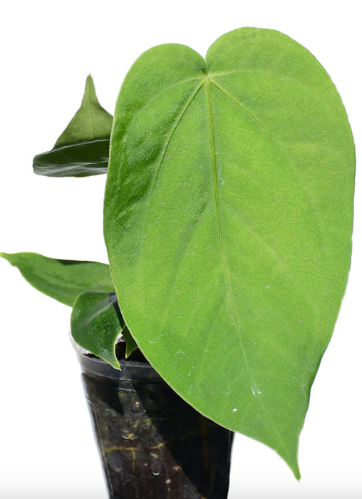 Anthurium gustavii - seedling