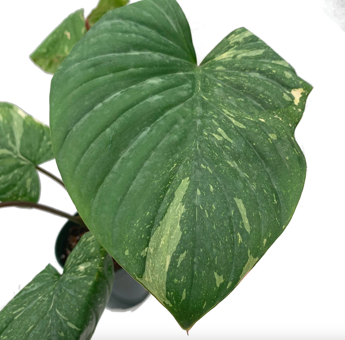 Homalomena rubescens Pink Splash — Ecuagenera California