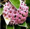 Hoya carnosa 'Tricolor'