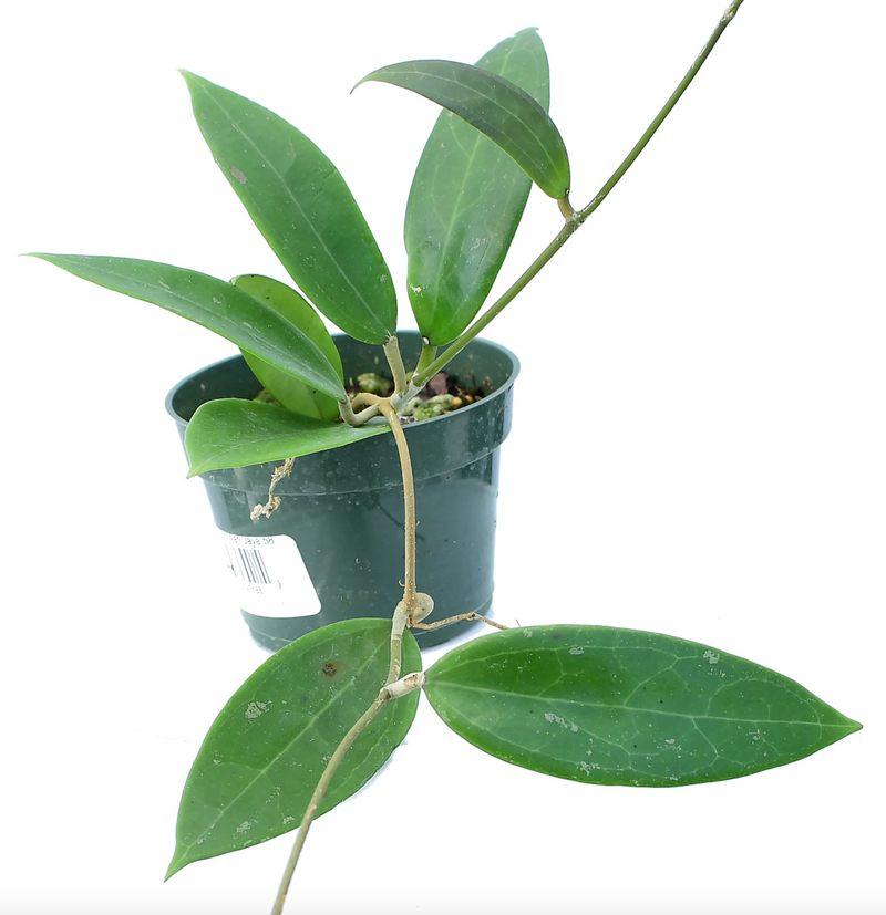 Hoya sp. Miari Jaya 58