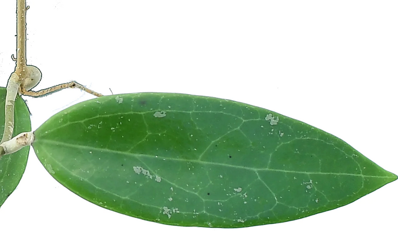 Hoya sp. Miari Jaya 58