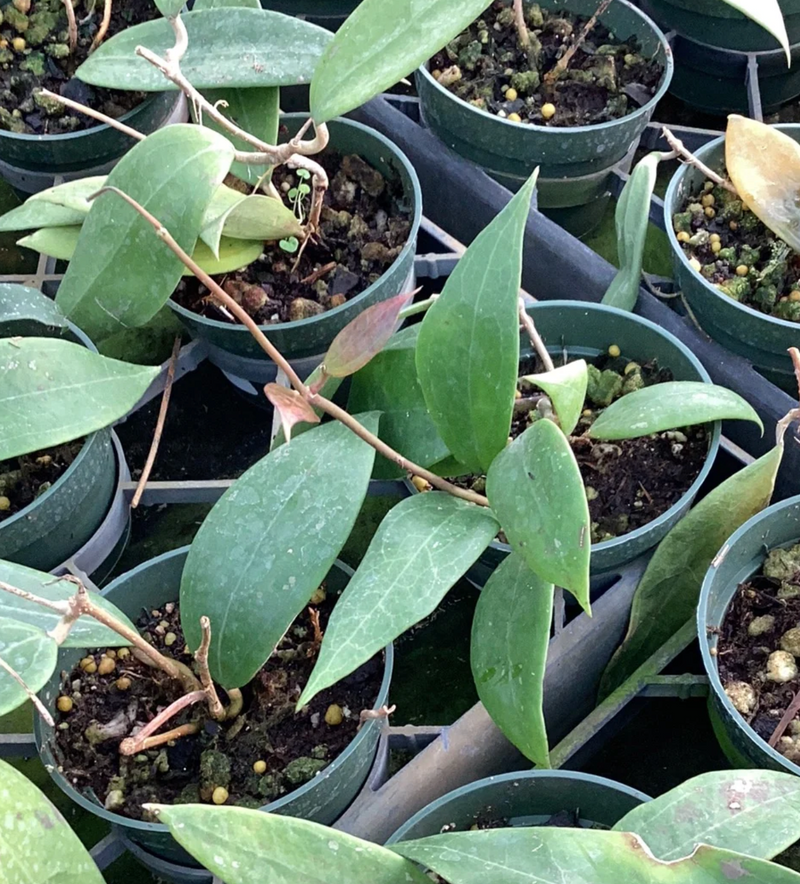 Hoya sp. Miari Jaya 58