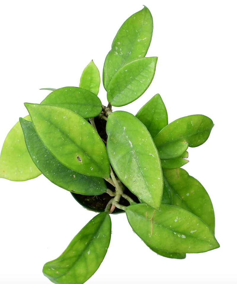 Hoya carnosa white pink