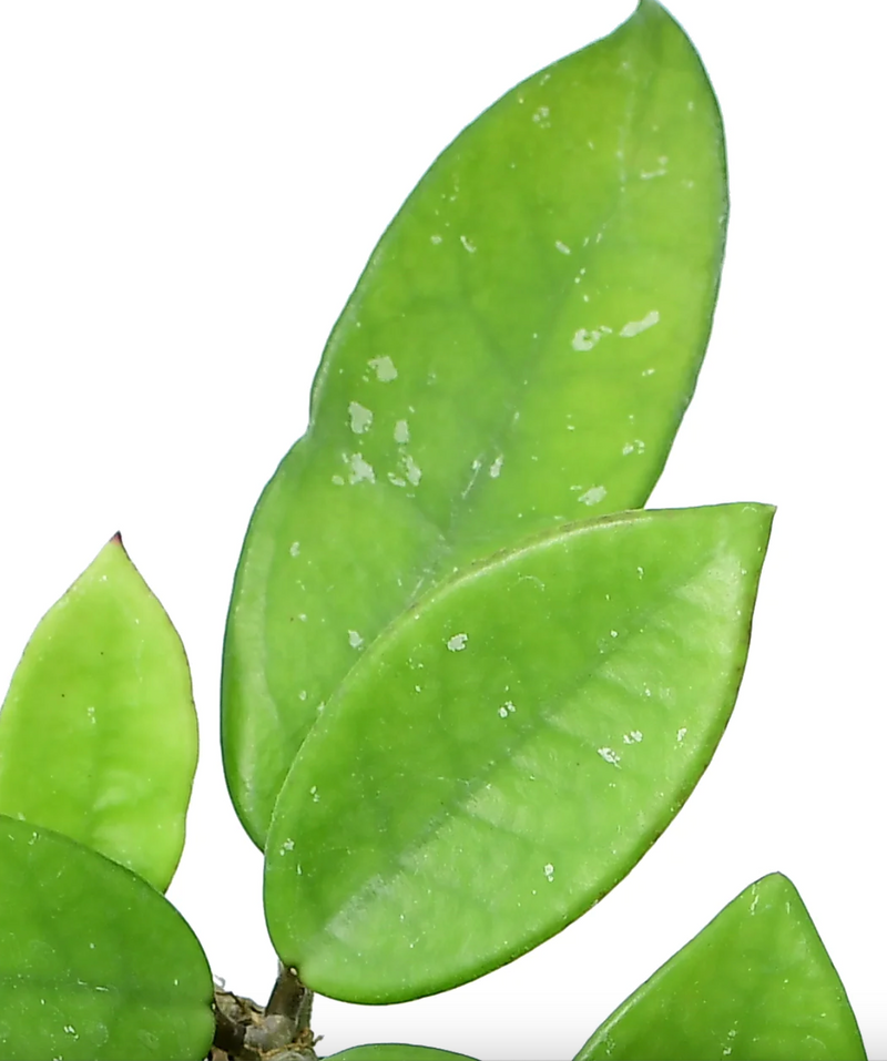 Hoya carnosa white pink