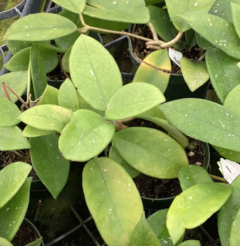 Hoya carnosa white pink