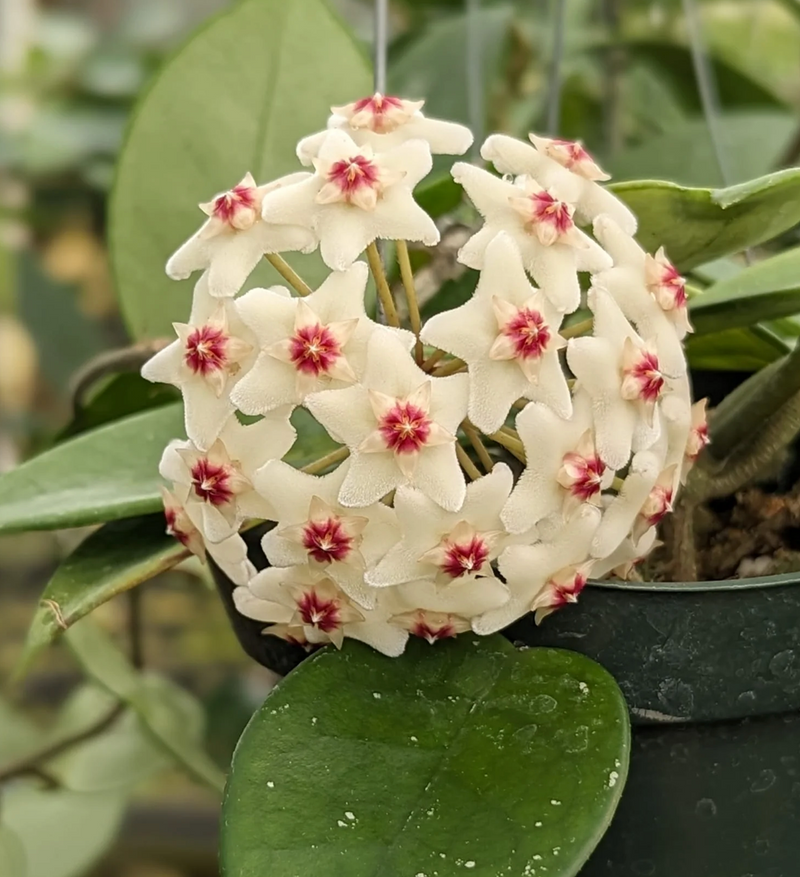 Hoya carnosa white pink