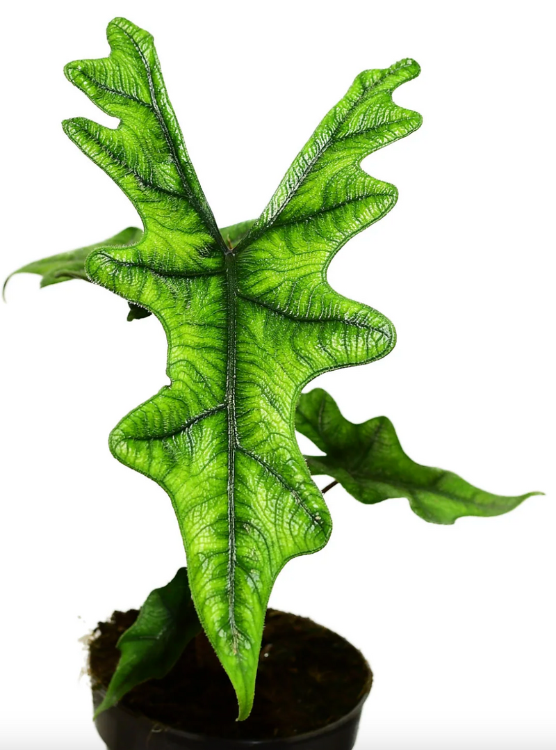 Alocasia Jacklyn