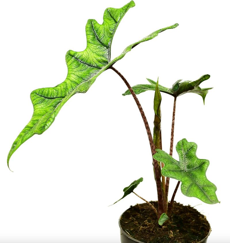 Alocasia Jacklyn