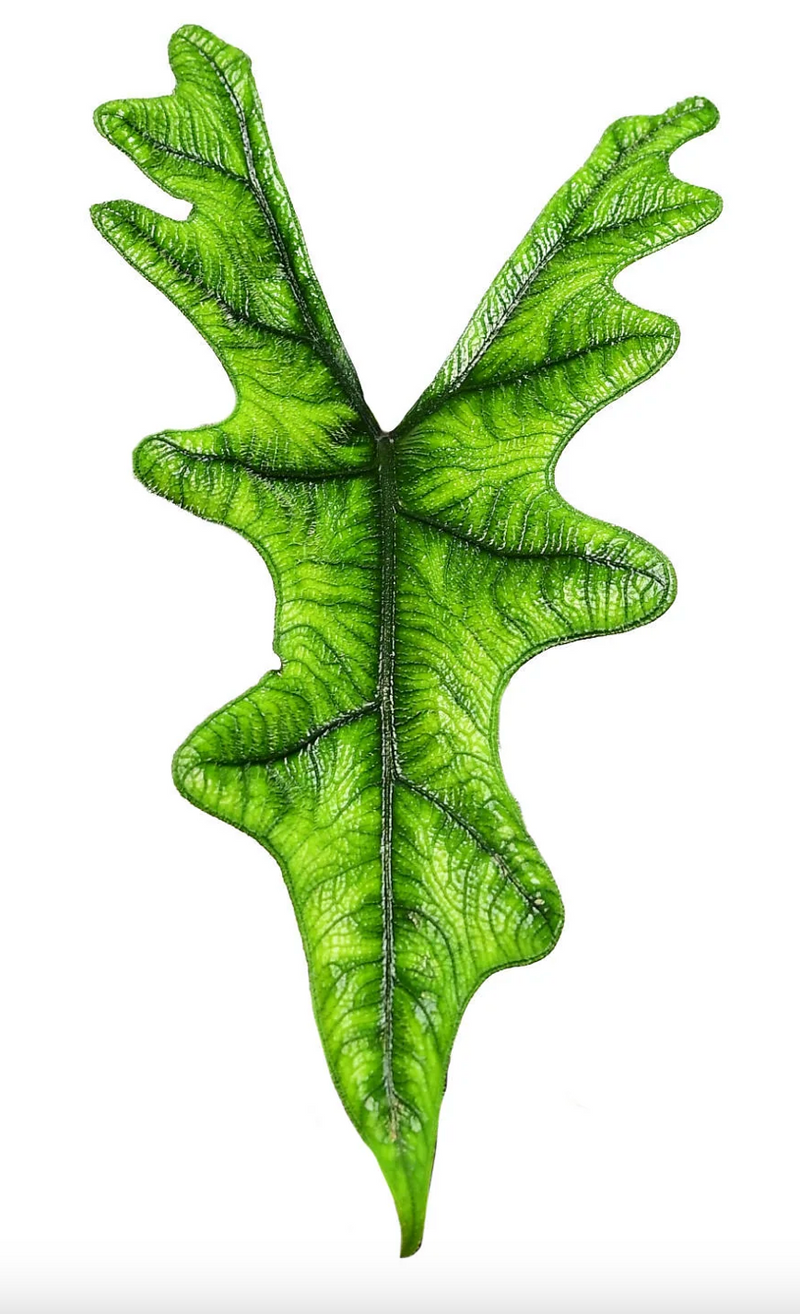 Alocasia Jacklyn