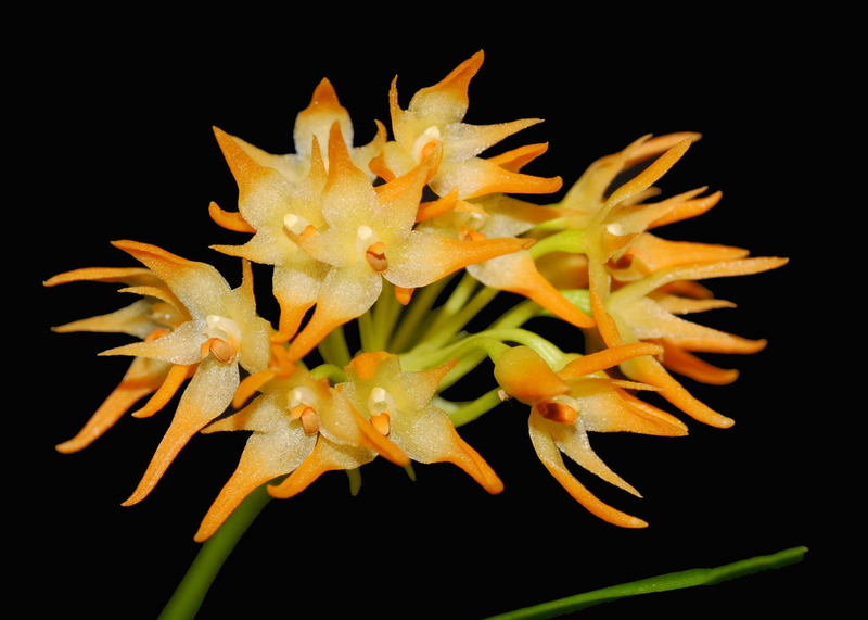 Bulbophyllum cephalophorum
