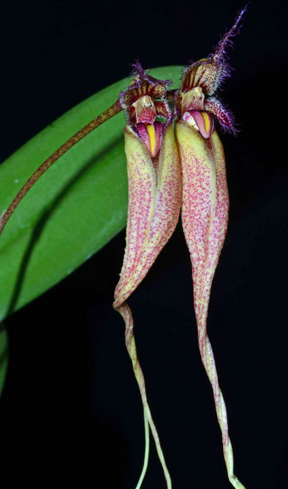 Bulbophyllum fascinator var. hampaliana