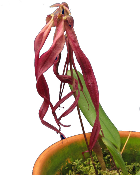 Bulbophyllum habrotinum