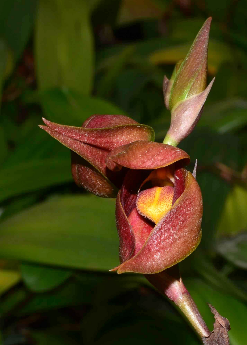 Bulbophyllum mandibulare