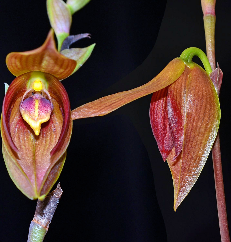 Bulbophyllum mandibulare