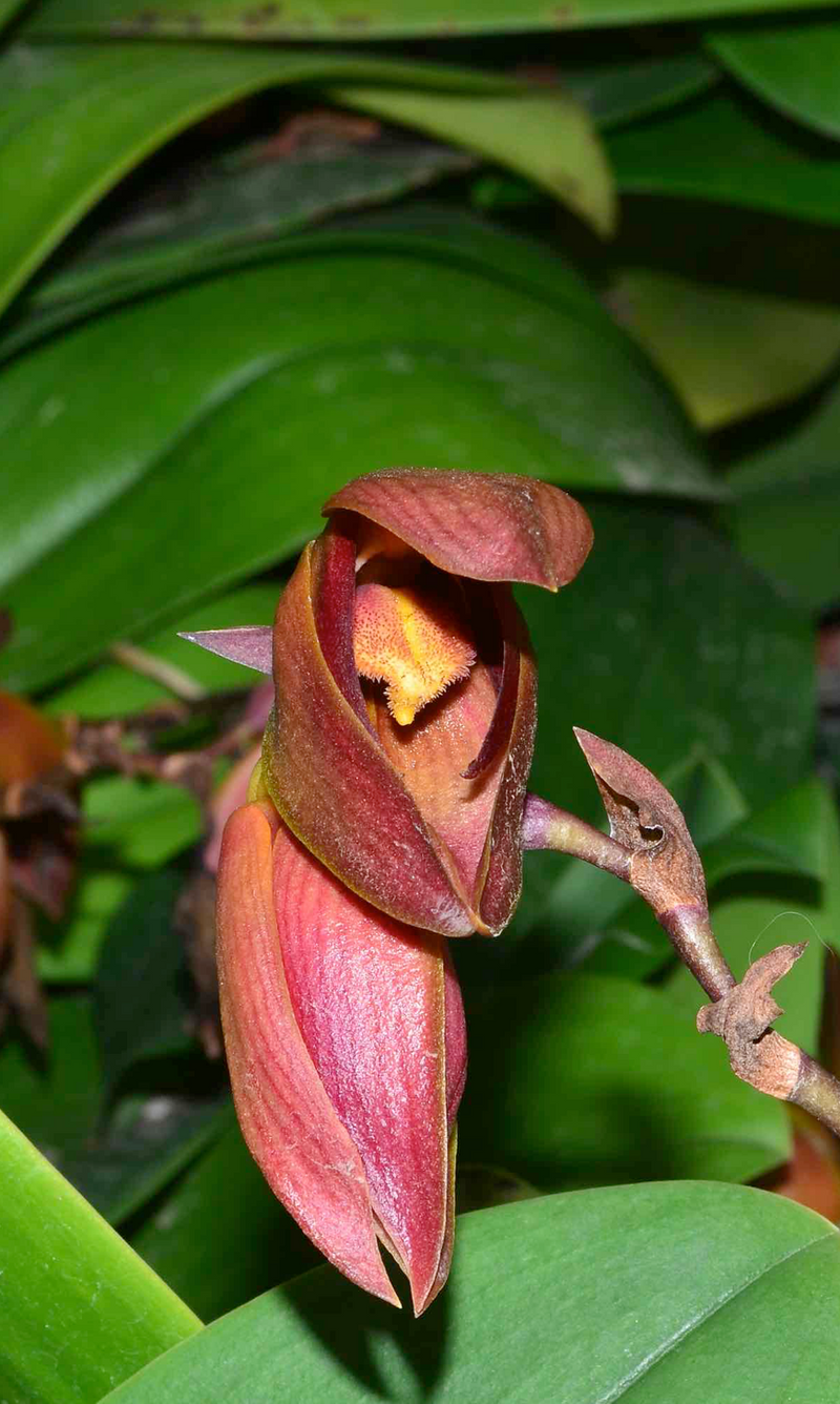 Bulbophyllum mandibulare