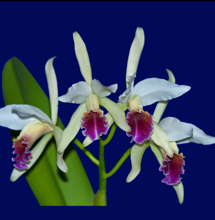 Cattleya Arcadio Arosemena