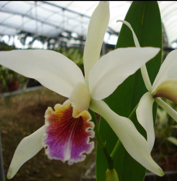 Cattleya Arcadio Arosemena