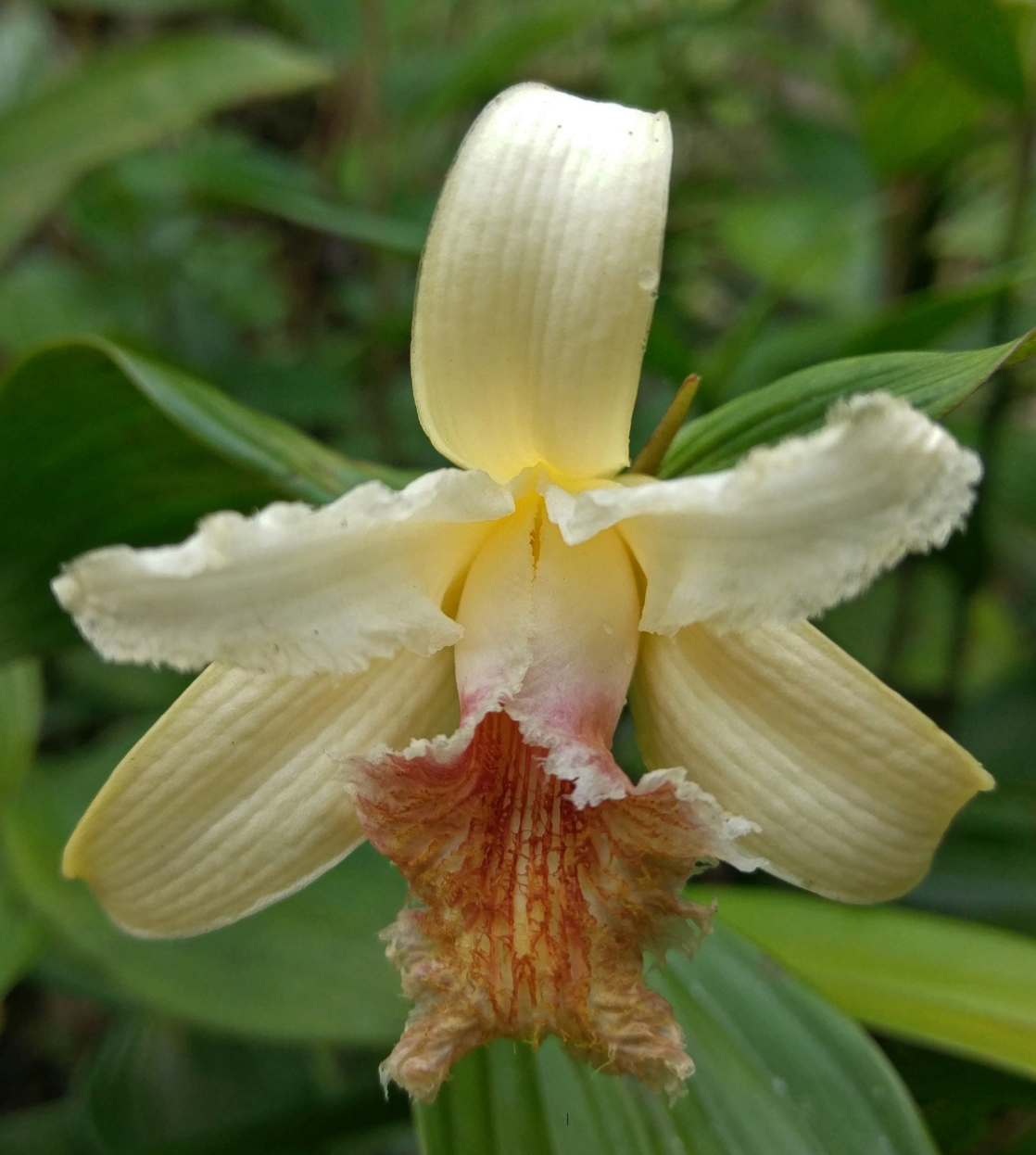 Sobralia