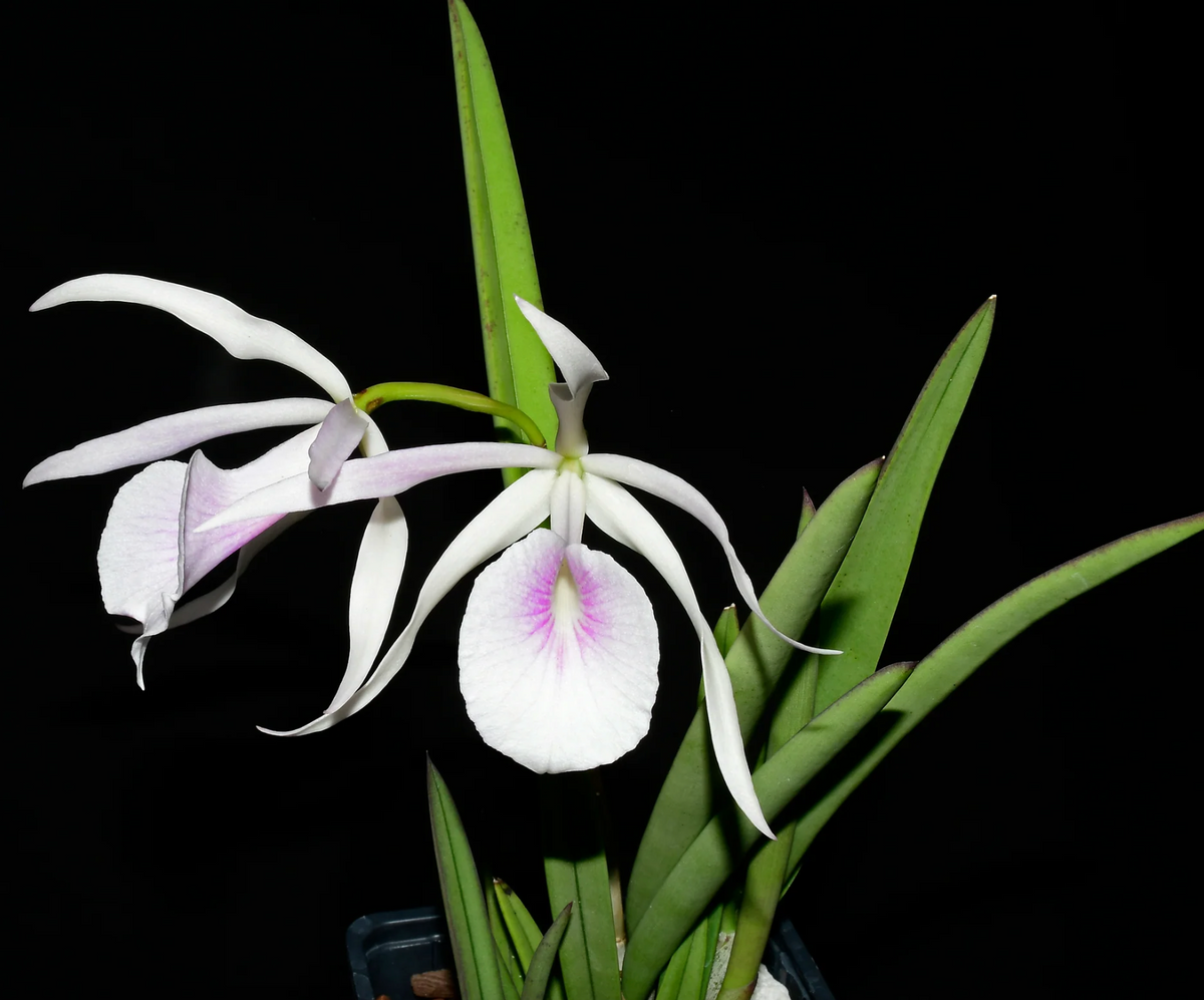 Brassocattleya Morning Glory rubra #14 — Ecuagenera California