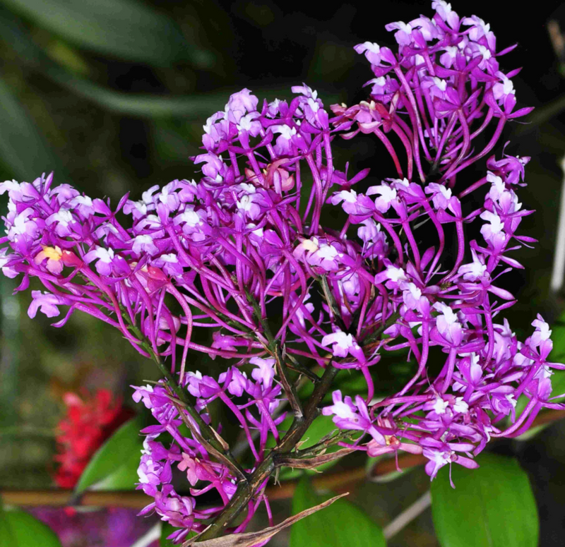 Epidendrum porphyreum