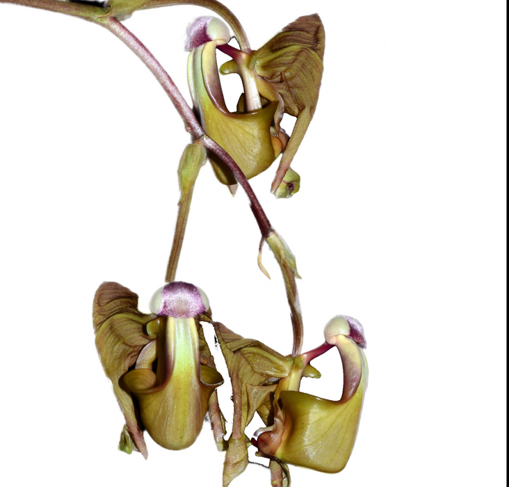 Coryanthes bergoldii
