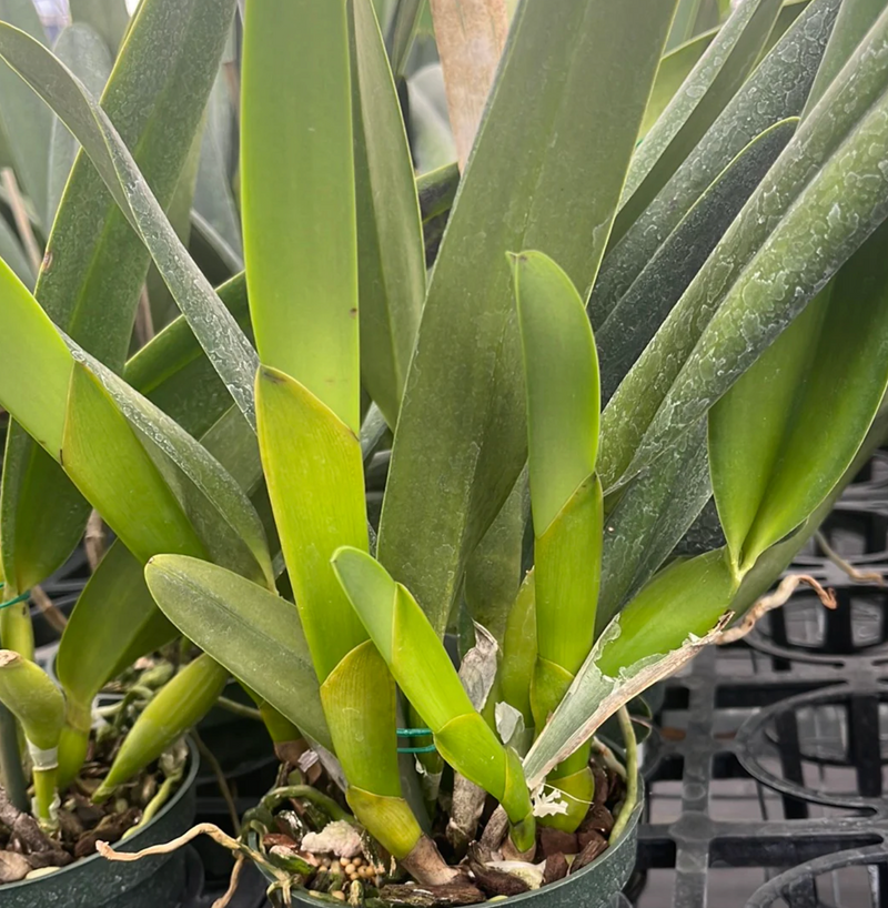 Laelia purpurata Ecuagenera x vinicolor Inti
