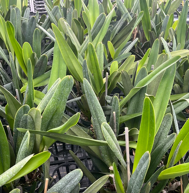 Laelia purpurata Ecuagenera x vinicolor Inti