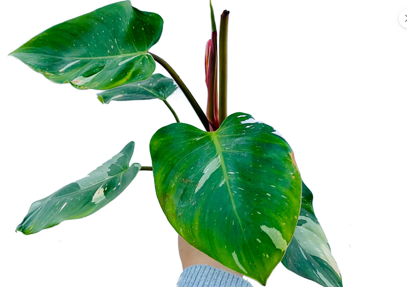 Philodendron White Princess (seedling)