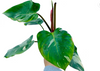 Philodendron White Princess