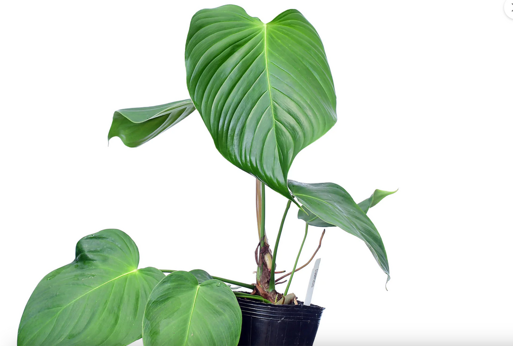 Philodendron quelelii round