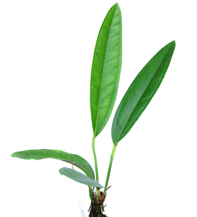Anthurium cachabianum