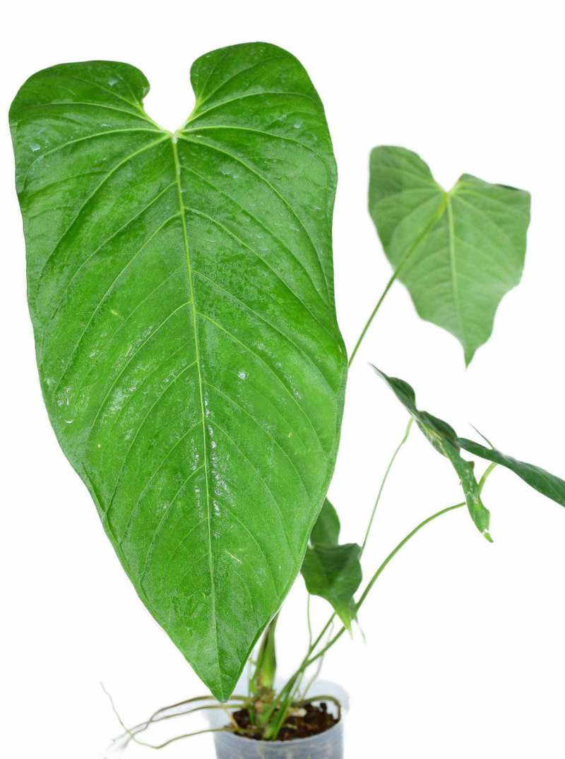 Anthurium dolichostachyum