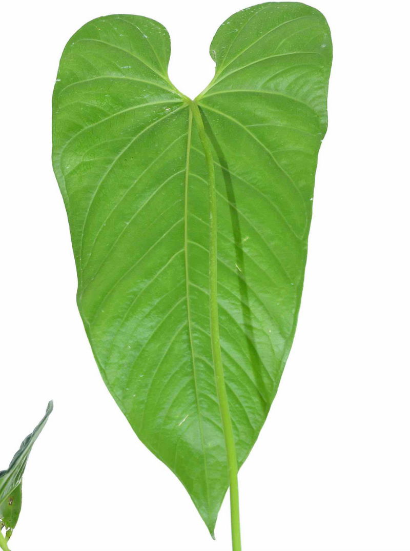 Anthurium dolichostachyum