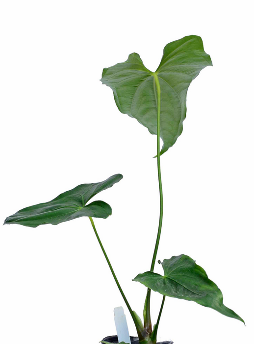 Anthurium giganteum verde