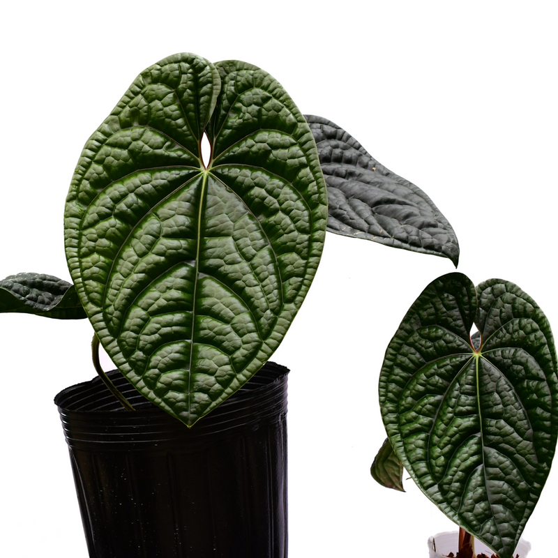 Anthurium luxurians Big — Ecuagenera California Anthurium luxurians Big — Ecuagenera California