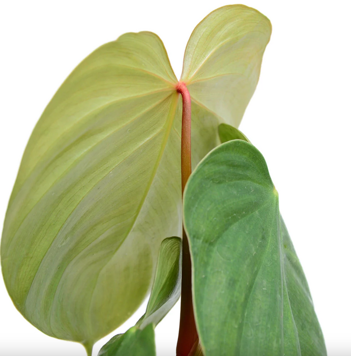 Philodendron nangaritense x Philodendron werneri