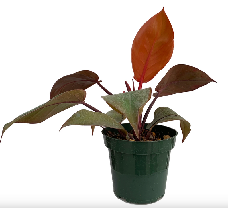 Philodendron Prince of Orange