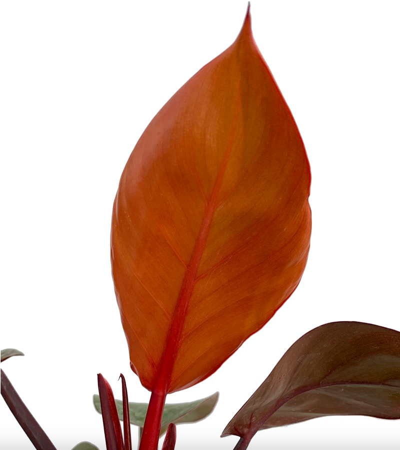 Philodendron Prince of Orange