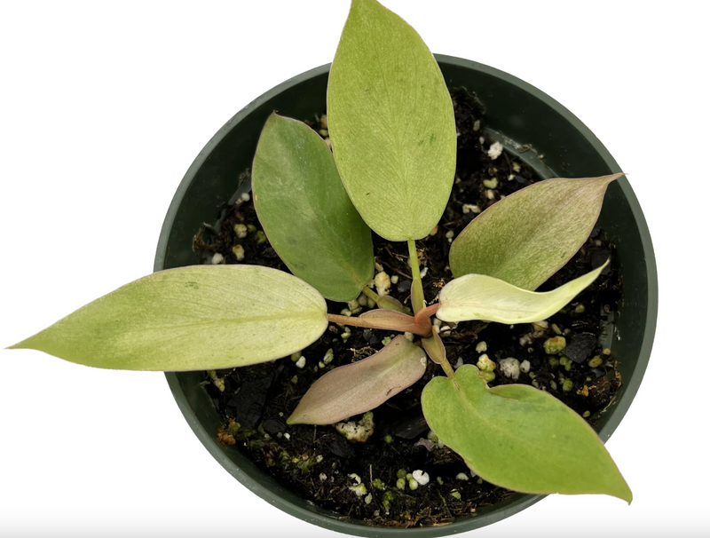 Philodendron Snowdrift (seedling)