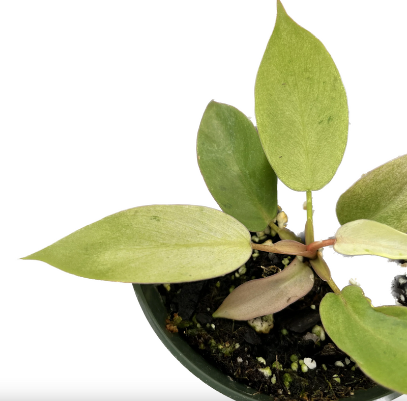 Philodendron Snowdrift (seedling)