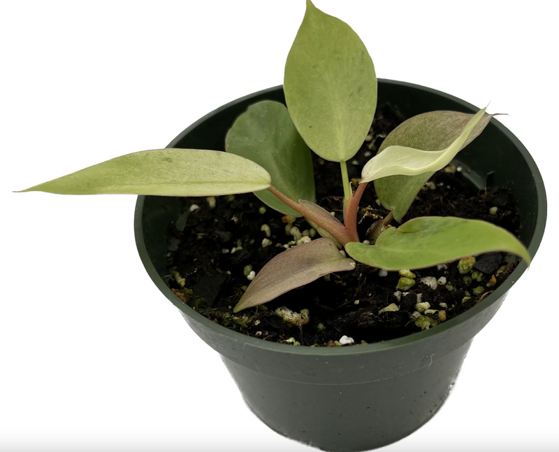 Philodendron Snowdrift (seedling)