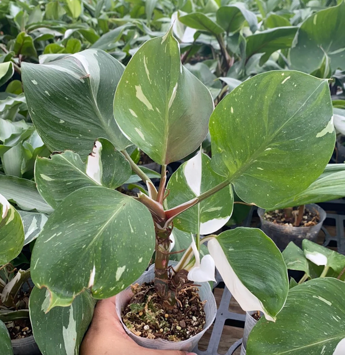 Philodendron White Knight