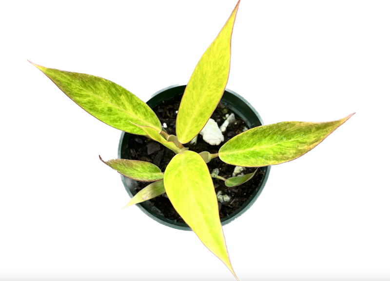 Philodendron domesticum 'Calkins Gold' (seedling)