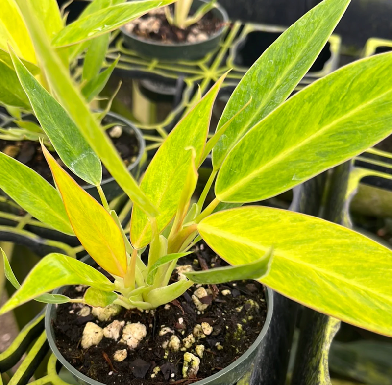 Philodendron domesticum 'Calkins Gold' (seedling)