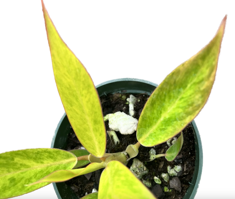 Philodendron domesticum 'Calkins Gold' (seedling)