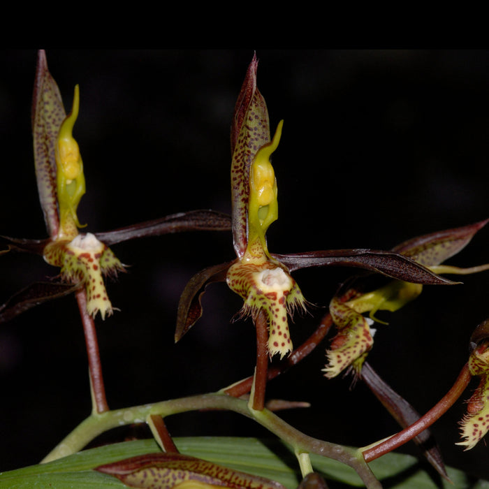 Catasetum saccatum