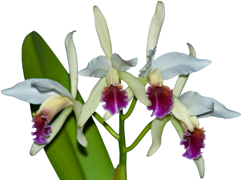 Cattleya Arcadio Arosemena