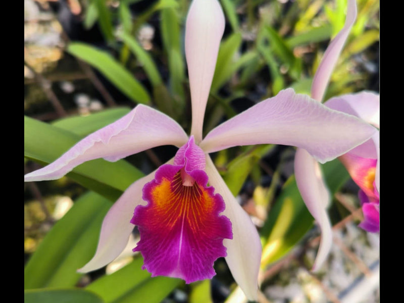 Cattleya Kiat Tan