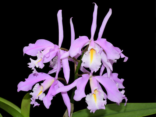 Cattleya maxima 'Yellow lip' x '2326' — Ecuagenera California