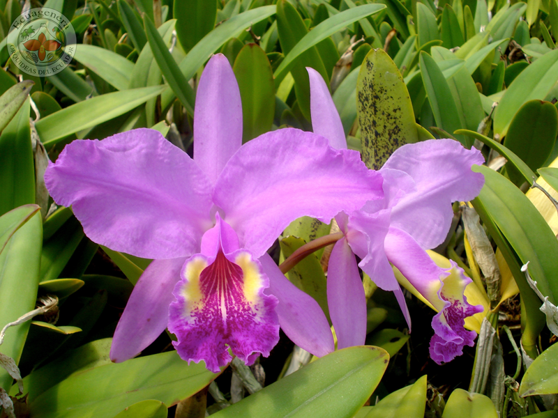 Cattleya lueddemanniana 'Clarines' X 'Morelia'